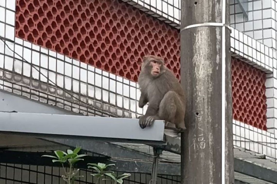 猴子下山了