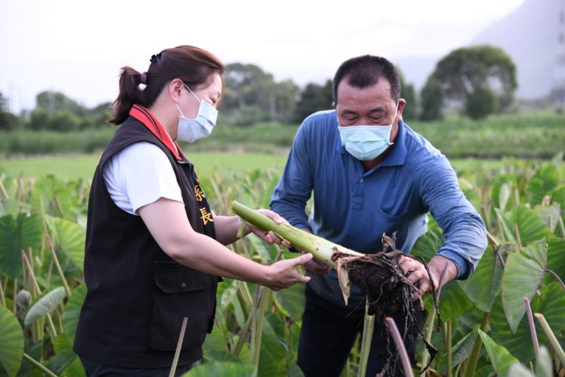 減輕農友負擔╱花蓮縣府爭取水芋保險開辦 