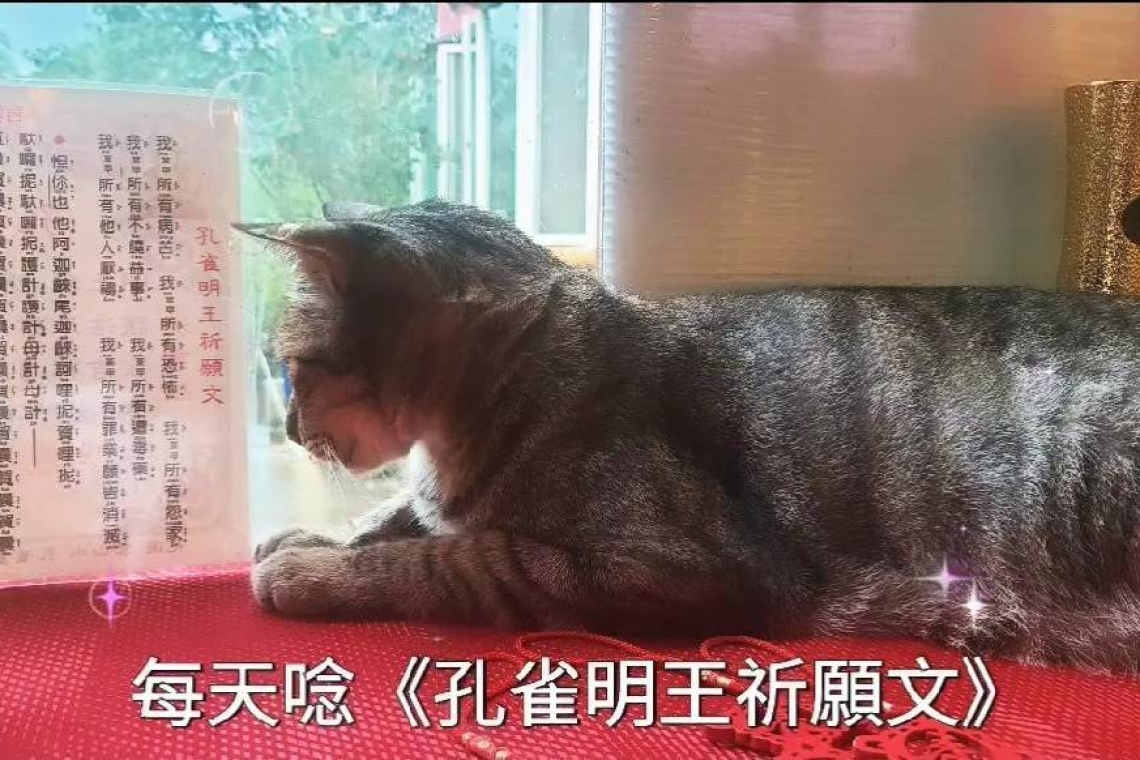 如何為【寵物】超渡？  心靈清淨