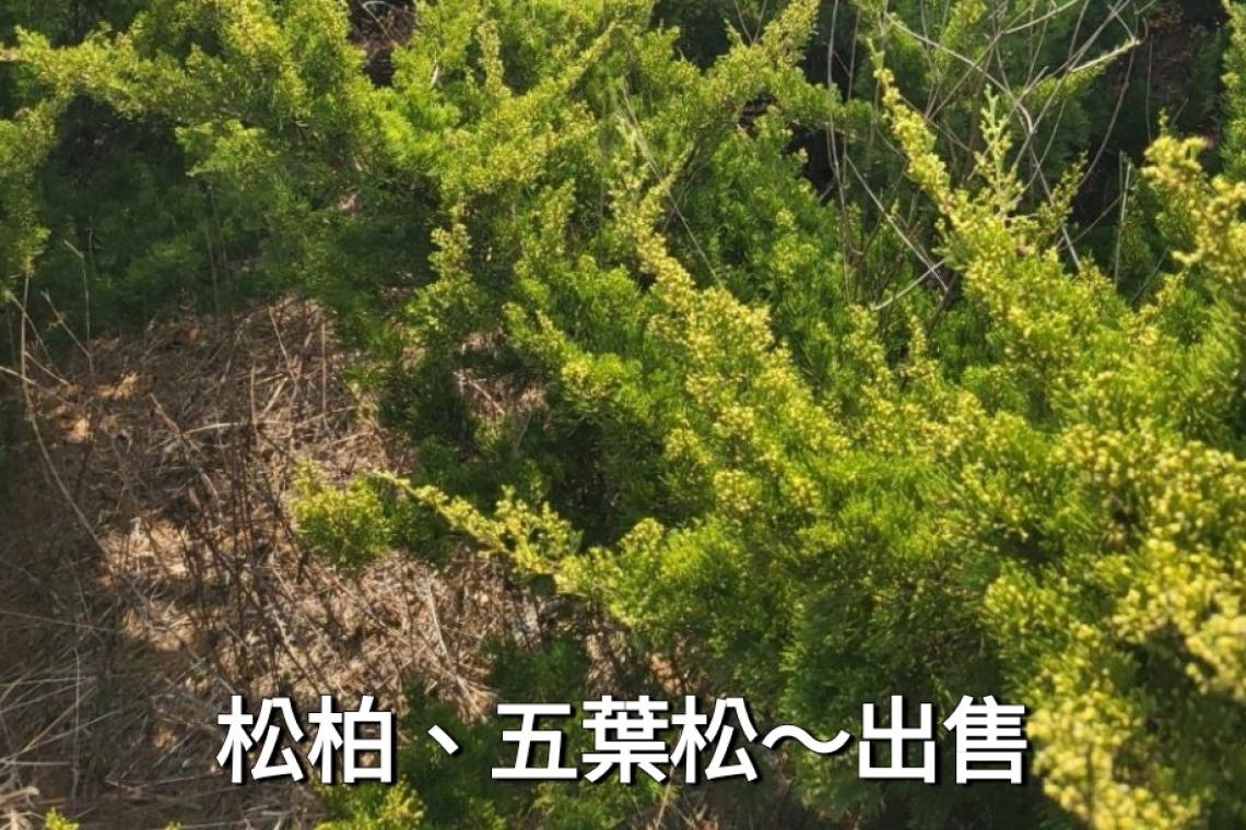 五葉松35年300顆左右  松柏25年250顆左右  緊急拋售俗俗賣